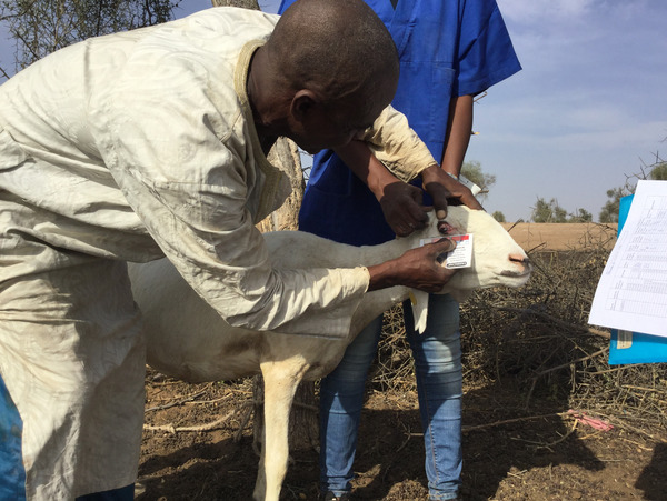 Image showing a person holding a FAMACHA card to the eye of a small ruminant 